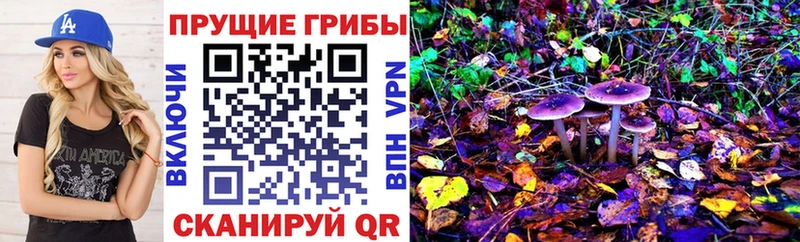 закладка  Горняк  Галлюциногенные грибы Cubensis 